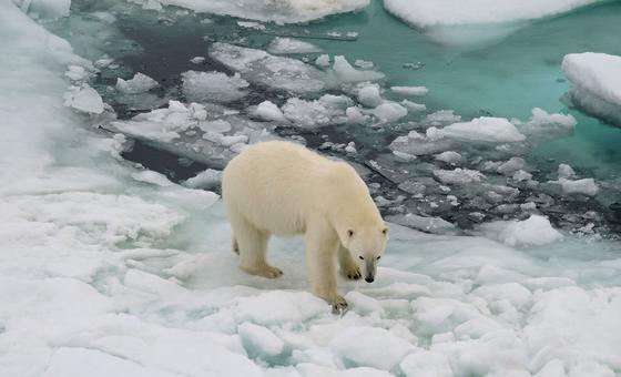 Polar scientists call for more research and observation into rapid sea ice reduction